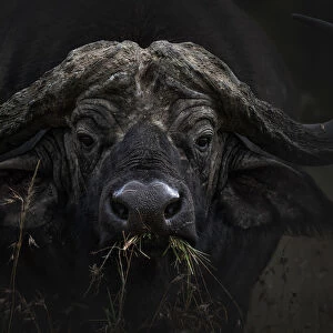 African buffalo or Cape buffalo (Syncerus caffer) in Lake Nakuru National Park
