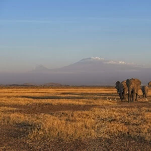 Amboseli Park, Kenya, Africa Family of elephants taken at sunset in the park