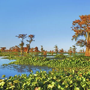 Bald cypress and water hyacinths - USA, Louisiana, St. Martin, Henderson Lake