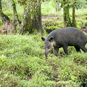 Central America, Costa Rica, Heredia, Central American or Bairds tapir (Tapirus