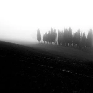 Cypress forest covered with fog during autumn, Val d Orcia, Tuscany, Italy
