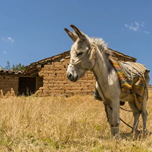 A donkey near an adobes house. Shilla, Ancash, Andes, Peru