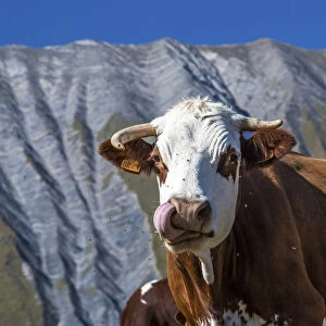 A very funny cow licking its chops in front of the French geological formation of