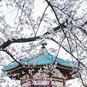Japan, Honshu, Tokyo, Ueno, Ueno Park, Shinobazu Pond, Bentendo Temple