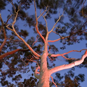Mature lemon scented gum trees (Eucalyptus citriodora) in Kings Park, Perth, Western