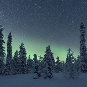 Northern lights over the frozen trees of Lapland in winter, Akaslompolo