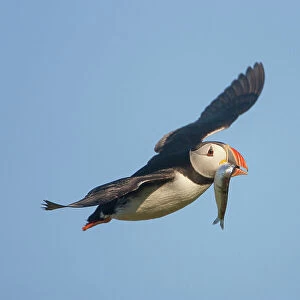 Puffin (Fratercula arctica) in flight carrying sprat, Isle of May, Firth of Forth, Scotland, UK