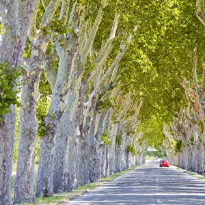 Road Lined with Plain Trees, Saint Remy de Provence, France