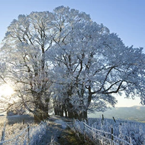 Snow covered tree on Downham Hill, Uley, Gloucestershire, UK