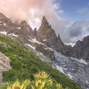 Thistles growing beside Freney Glacier Italian Alps