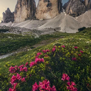 Tre Cime di Lavaredo in summer at sunrise, Dolomites, Italy
