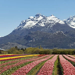 A tulip field in the "Valle Hermoso"(Welsh: Cwm Hyfry), Trevelin, Chubut, Patagonia, Argentina. In the background the Gorsedd and Cwmwl snowy peaks