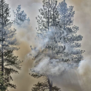 USA, Oregon, Bend, Forest fire