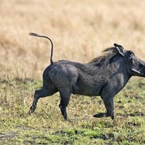 A warthog runs with its tail in the air. Katavi National Park