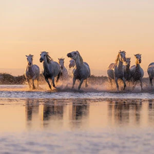 White Wild Horses of Camargue running on water, Aigues Mortes, Southern France