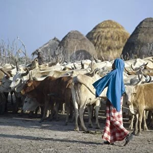 A young Galla herdsboy with his familys cattle outside their homestead