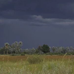 Black thunderstorm clouds as backdrop. Okavango Delta, Botswana