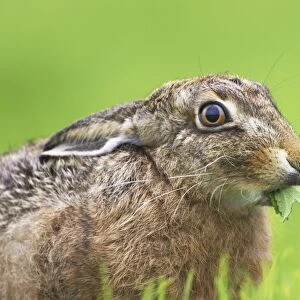 Brown Hare (Lepus capensis) eating grass in a meadow, with leaves sticking out of mouth Argyll, Scotland