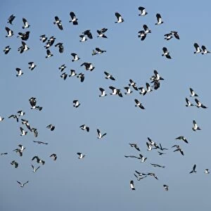 Lapwing (Vanellus vanellus) flock flying. UK