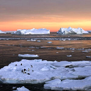 Adelie penguins stand atop ice near the French station at Dumont daeUrville in Eas