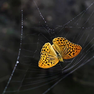 A butterfly is caught in a spider web in the Sharr mountains southwest of Pristina