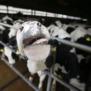 Dairy cows are seen at a farm in Dobanovci near Belgrade