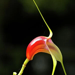 A miniature orchid, masdevallia reichenbachiana, which is a native species unique in Costa Rica
