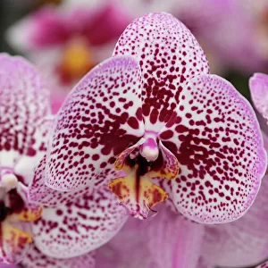 Orchids are seen on display at the RHS Chelsea Flower Show at the Royal Hospital Chelsea
