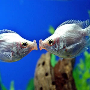 A pair of tropical kissing fish kiss in Shanghai
