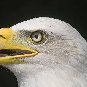 Bald Eagle Halaeetus eucocephalus close up of head