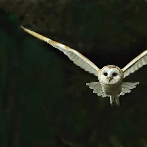 Barn Owl Tyto alba flying at night North Norfolk November