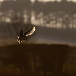 Barn Owl Tyto alba North Norfolk January