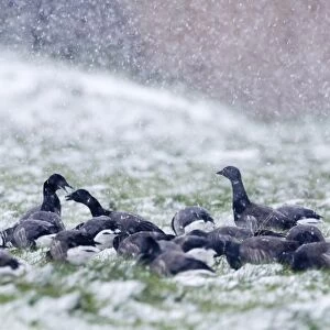 Brent Geese Branta bernicla in blizzard Cley Norfolk November