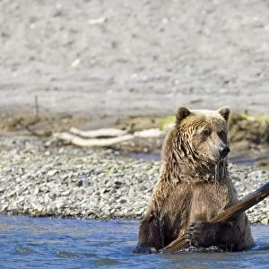 Brown Bear Ursos arctos playing with piece of wood Katmai Alaska August