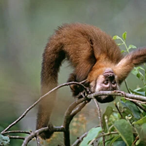 Brown-headed Capuchin, youngster playing, Manu, Peru