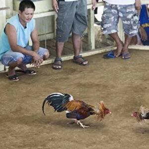 Cock-fight at Narra on Palawan Philippines