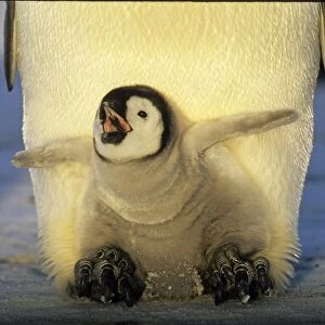 Emperor Penguin Aptenodytes forsteri chick on parents feet begging for food Weddell