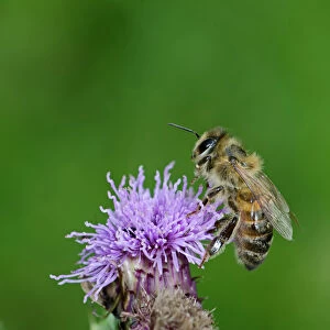 Honey Bee Apis mellifera on thistle Norfolk summer