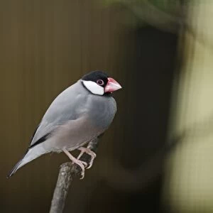 Java Sparrow (Padda oryzivora) in captivity