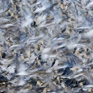 Knot Calidris canutus flock exploding from roost at Snettisham on the Wash Norfolk August