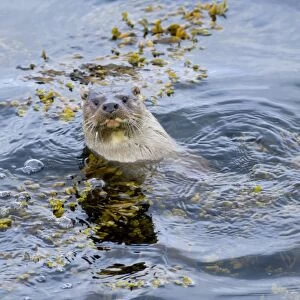 Otter Lutra lutra (dog) Shetland Scotland June