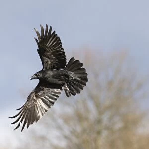 Raven Corvus corax Mid Wales March