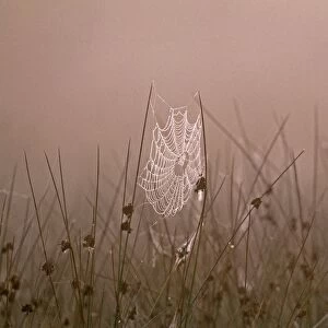 Spiders Web covered in dew on autumnal morning, Kent, UK, September