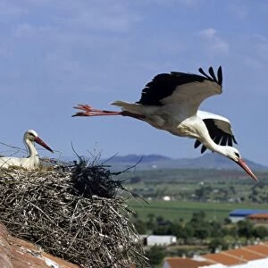 White Stork Ciconia ciconia pair with one leaving nest Spain summer