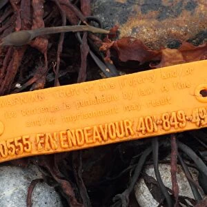 American lobster trap tag washed up on beach strandline, Chesil Beach, Dorset, England, October