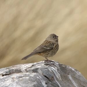 Band-tailed Seedeater (Catamenia analis analis) adult female, standing on rock, Santa Victoria, Jujuy, Argentina
