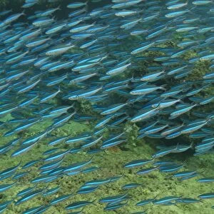 Bluestreak Fusilier (Pterocaesio tile) adults, shoal swimming, Mutiny Point, Wetar Island, Barat Daya Islands