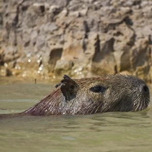 Capybara (Hydrochaerus hydrochaeris) adult, swimming, close-up of head, Paraguay River, Pantanal, Mato Grosso, Brazil