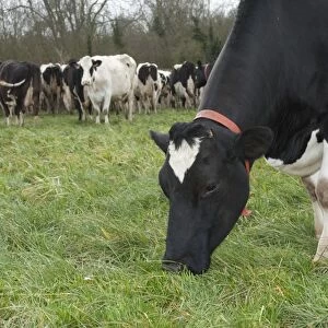 Domestic Cattle, Holstein dairy cow, close-up of head and front legs, wearing red collar, grazing near herd in pasture