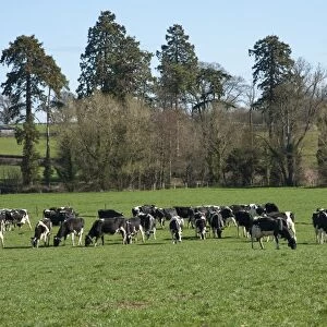 Domestic Cattle, Holstein Friesian dairy cows, herd wearing transponder collars, grazing in pasture, Shropshire